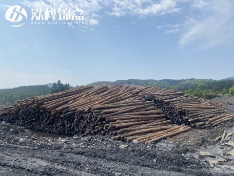 河道打樁為什么選擇松木樁來(lái)處理軟地基？-松木樁施工使用范圍